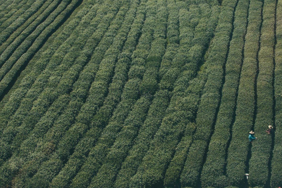 Rows of crops, from above